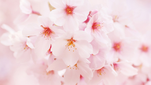 日本人は桜が大好き なぜ 桜にあこがれるのでしょうか 社長わらしのサラダ館記念日